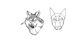 2023/07/29 -늑대(얼굴골격)