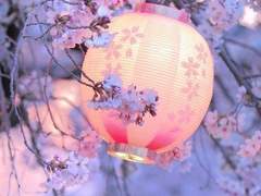 咲いた桜の間を流れる三途川の月