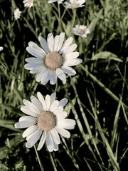 소꿉친구 평생 보는 법