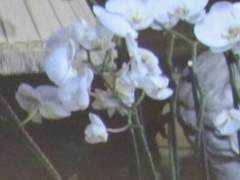 너희들을 愛情하고 있어.