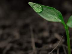 삐, 삐이익! 그건 제 새싹인데요!