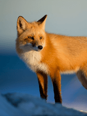 천~리를 따라서