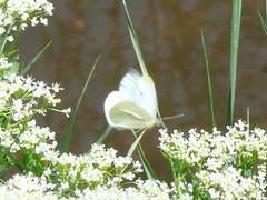 백아현 xx 배추흰나비