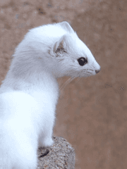 데우스 엑스 마키나