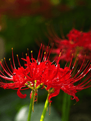 [지우견] 별은 붉게 타오르고