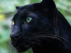 여름은 까망 (2/5)