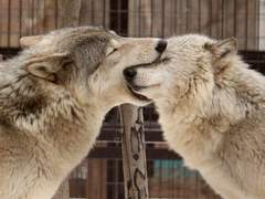 [태웅백호/루하나] 신부이야기st 늑대부족 정략혼 태백썰