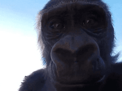 쿠코의 올종족 커미션 (Open)