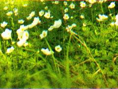 꽃은 피어날 때 가장 아름답기에.