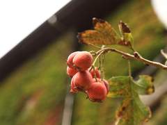 (닌자고)pinnatifida