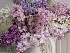 나도 좋아 이즈미