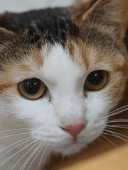 꿈 이야기: 망상의 절벽