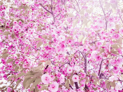 야스하 안 :: 프로필