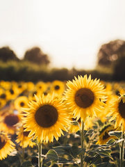 마음이 시키는 대로