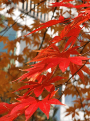 메이플스토리 썰 모음(컾링 O)