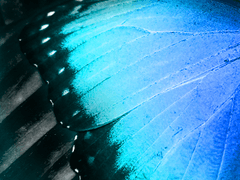 나는 박제사가 되었다.