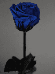 조화 아포칼립스