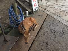 오사카 여행 사진