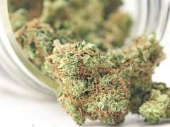 The Effects of Cannabis Sativa Strains