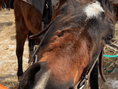 홋카이도 여행기 5~6일차/삿포로-한국