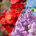 라일락 | 산당화