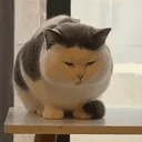 글쓰기가좋은냥이