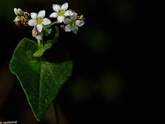 꽃을 찾아 날았어