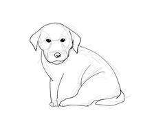 2023/07/31 - 새끼 리트리버