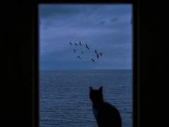 나의 유일한 노새