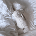 캐모마일하리보