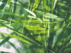 응. 리비아는 아이비에게,