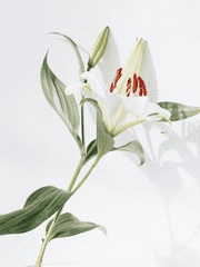 주술회전 Gl노바라드림