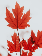 [원피스/메이플] 거울과 바다