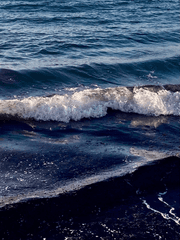 시들 때도 예쁘게