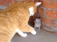 [도리벤/드림] 사노가(家) 막내VS 하이타니가(家) 막내