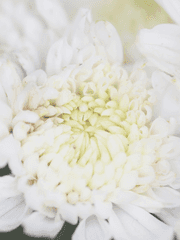 미카엘의 눈(完)