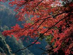 단풍산으로 가자