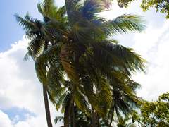 싱가포르 - 야자수 (1)