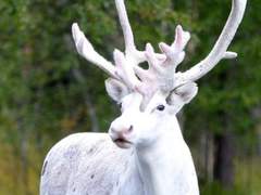 《 사슴에게 붙잡힌 이유🦌 》