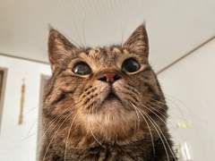 [ 1차 / 멀티 ] 또인화