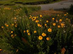 Beatrice "Vice" Vita