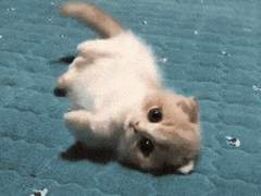 제 여친은 ‘새끼‘ 고양이입니다😻ver. 스나 린타로