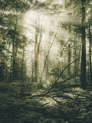 미로르라는 이름의 엘프