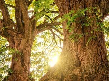 비비안 블랑쉬 XX 16 아스트라피