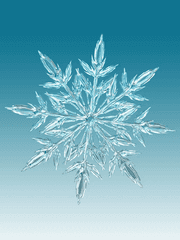 겨울에 피어난 연꽃