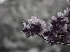 [이연이랑] 遺詠