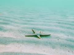 [원피스 코비드림(?)] 이래도 되는 거냐?