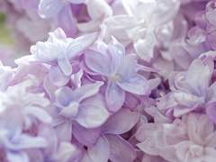 리라꽃이 질 때