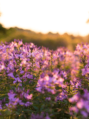 붕괴스타레일 - 진아의 관리자