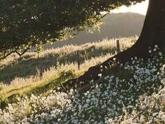 저기 봐, 울보 머피가 또 울고 있어!